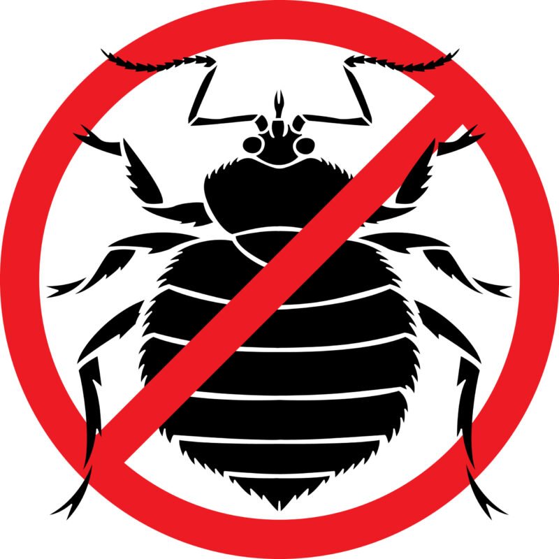 Kill Bed Bugs Effectively and for Good