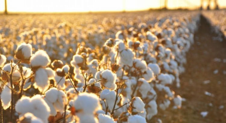 What Is Supima Cotton – The Ultimate Rarity